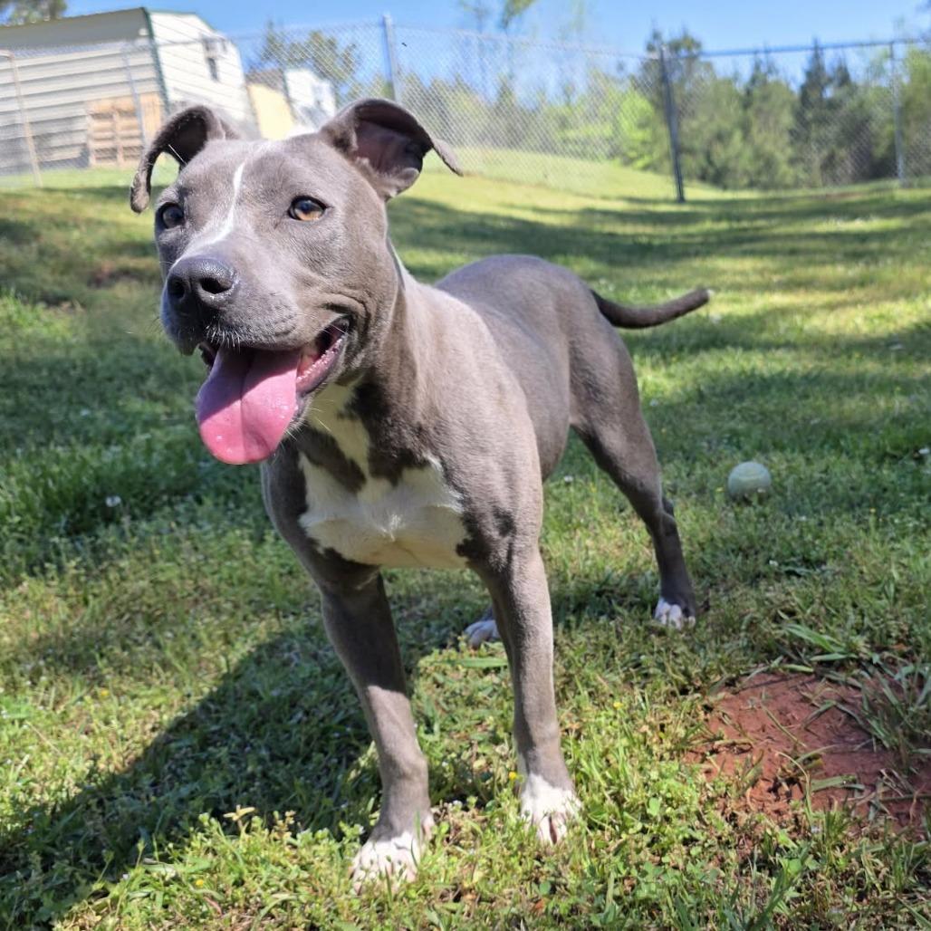 Enlarge Denim, a Adoptable Pit Bull Terrier in Pine Mountain, GA image 6/6