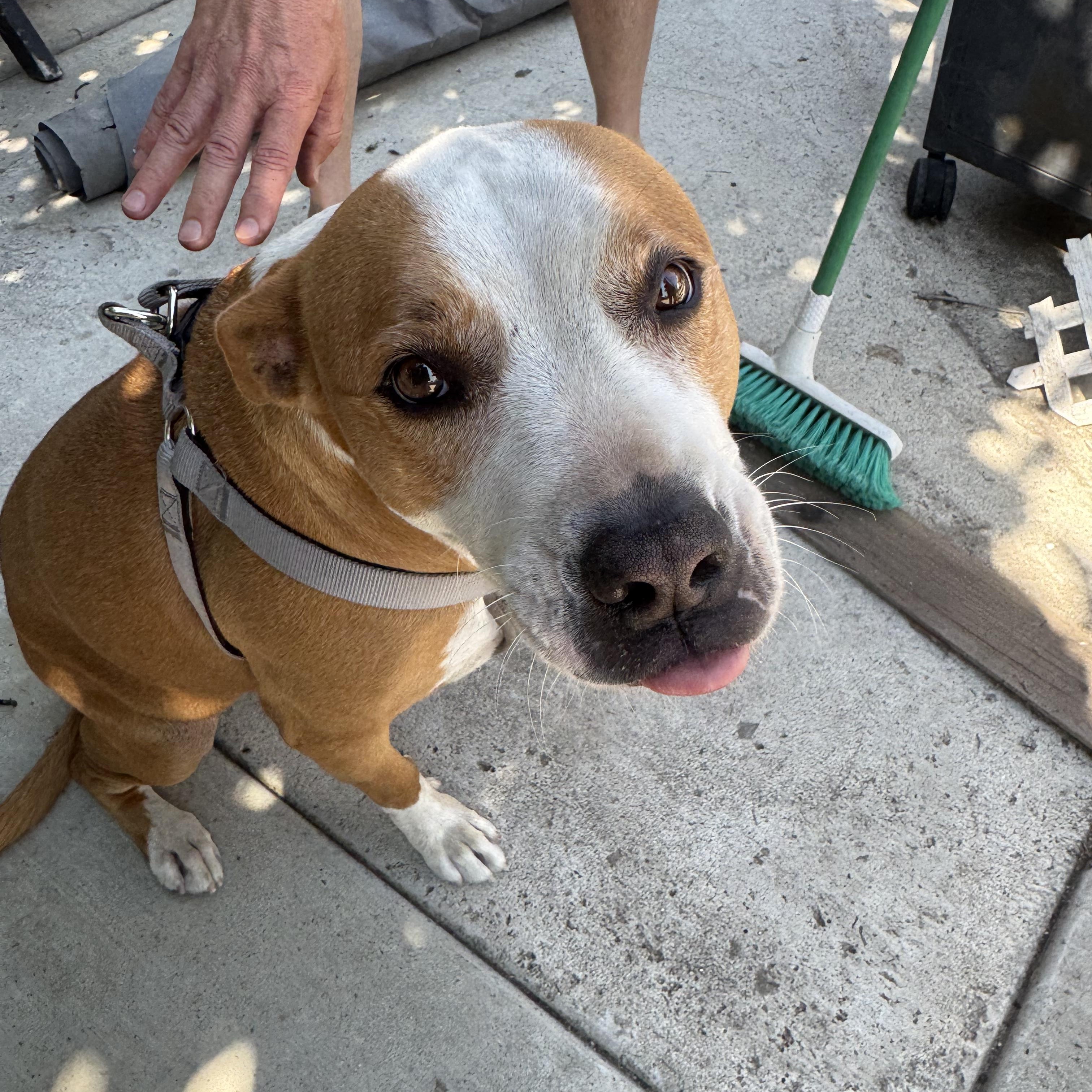 Penny (courtesy post), Adoptable, Adult Female Pit Bull Terrier.