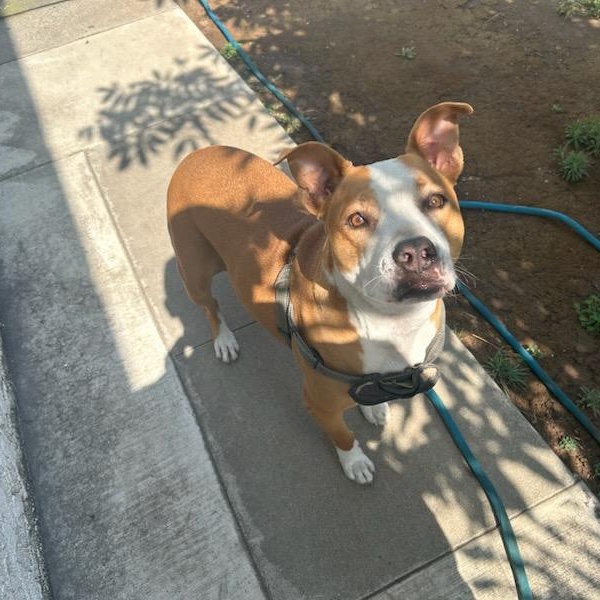 Penny (courtesy post), a Adoptable mixed breed in Orange, CA image 3/4