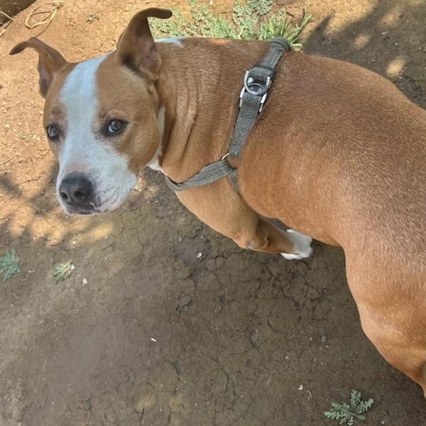 Penny (courtesy post), a Adoptable mixed breed in Orange, CA image 2/4