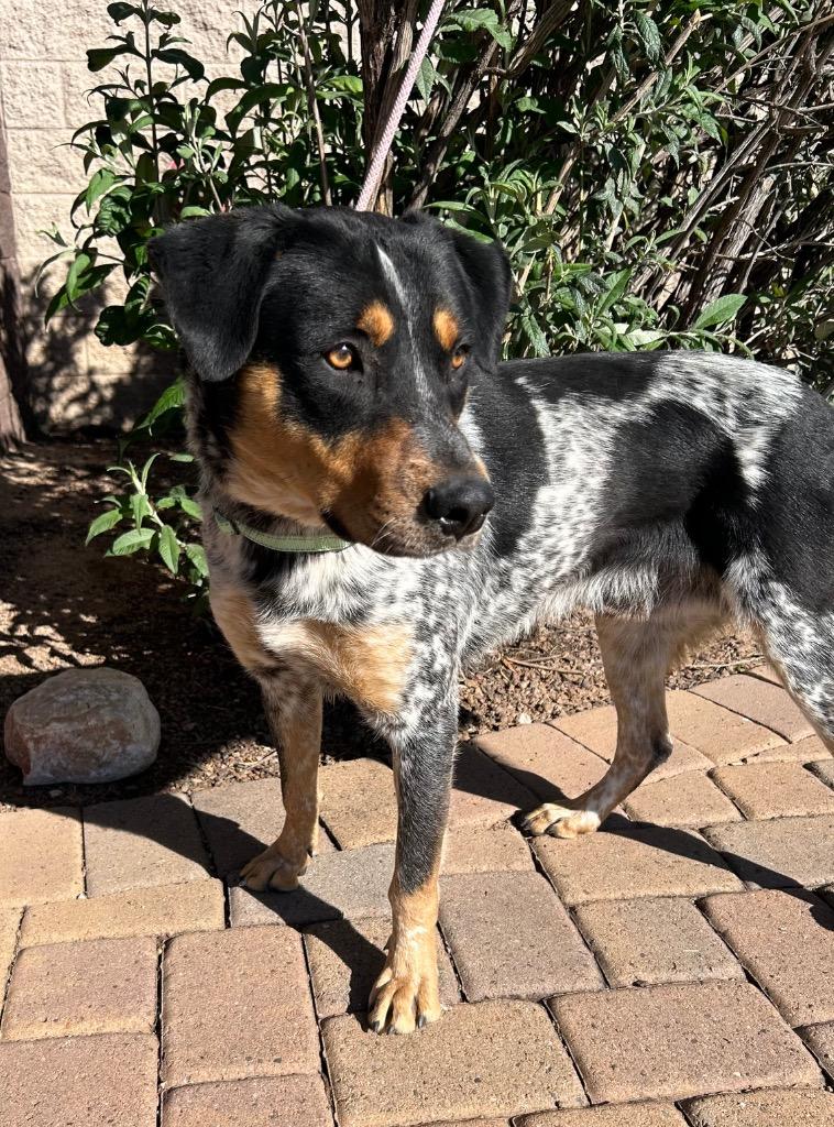 Trident, Adoptable, Young Male Australian Shepherd.