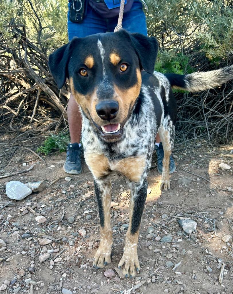 Enlarge Trident, a Adoptable mixed breed in Cottonwood, AZ image 2/4