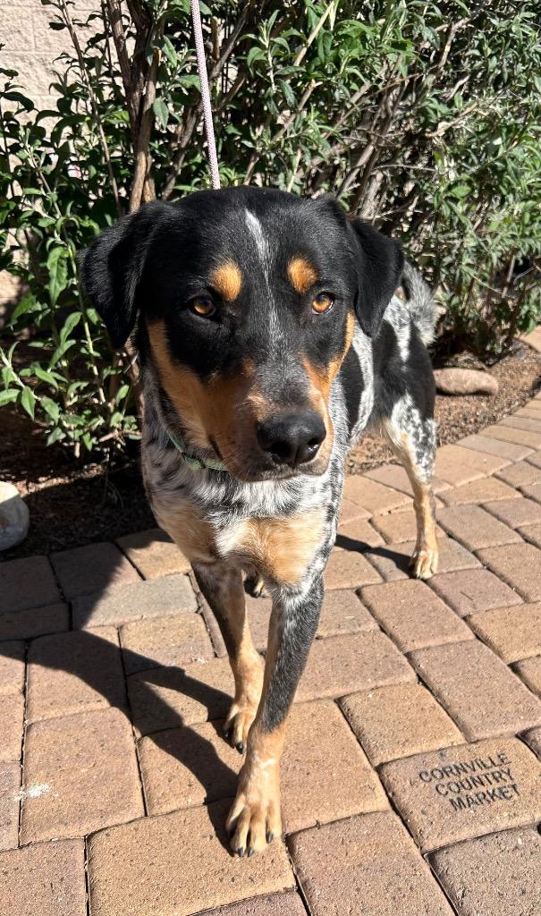 Enlarge Trident, a Adoptable mixed breed in Cottonwood, AZ image 2/3
