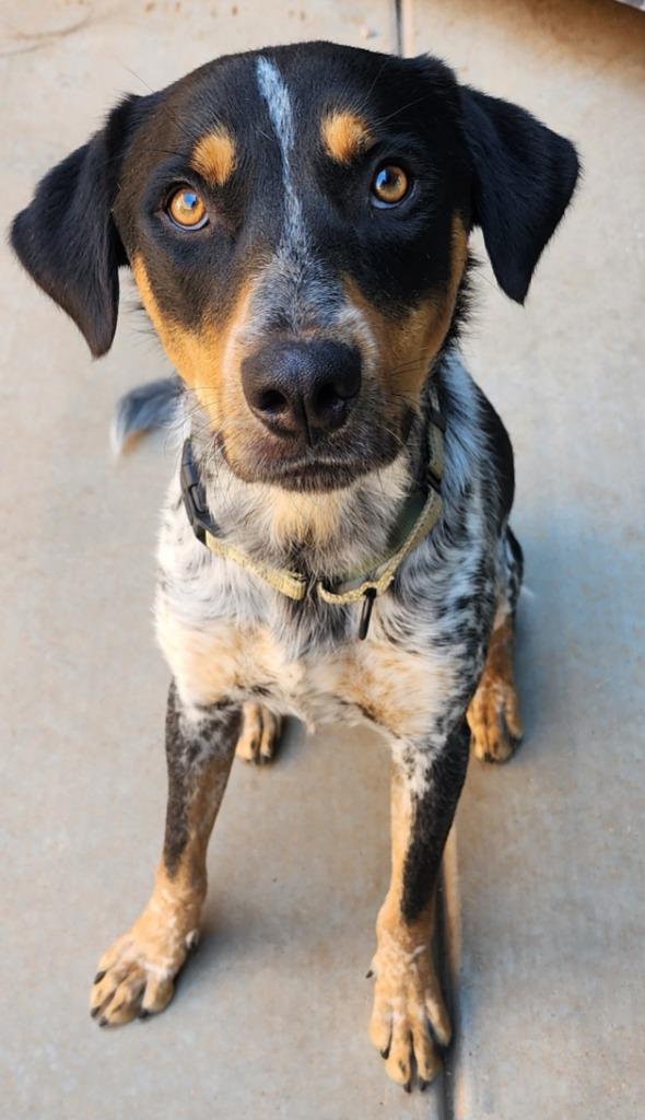 Trident, a Adoptable mixed breed in Cottonwood, AZ image 4/5