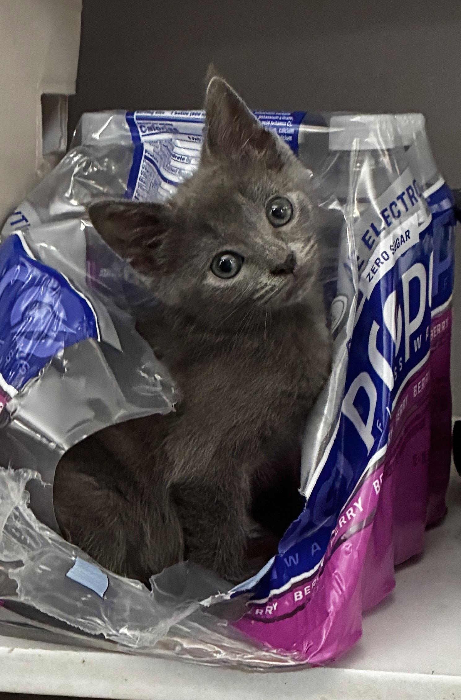 Delilah, Adoptable, Young Female Domestic Short Hair.