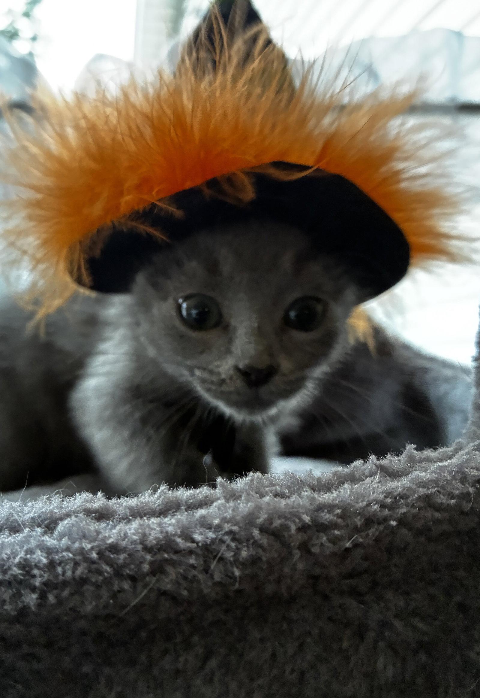 Enlarge Delilah, a Adoptable Domestic Short Hair in Cuyahoga Falls, OH image 2/2