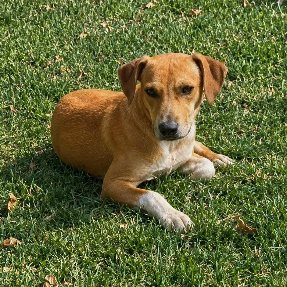 Enlarge Rhett, a Adoptable Mixed Breed in Newborn, GA image 4/6