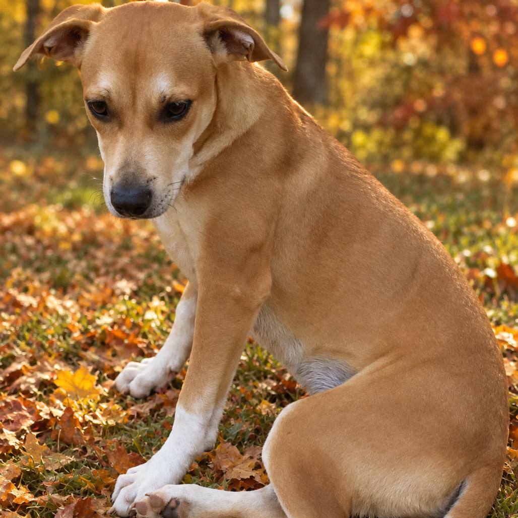 Enlarge Rhett, a Adoptable Mixed Breed in Newborn, GA image 1/6