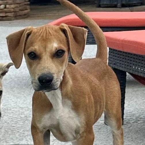 Enlarge Rhett, a Adoptable Mixed Breed in Newborn, GA image 5/6