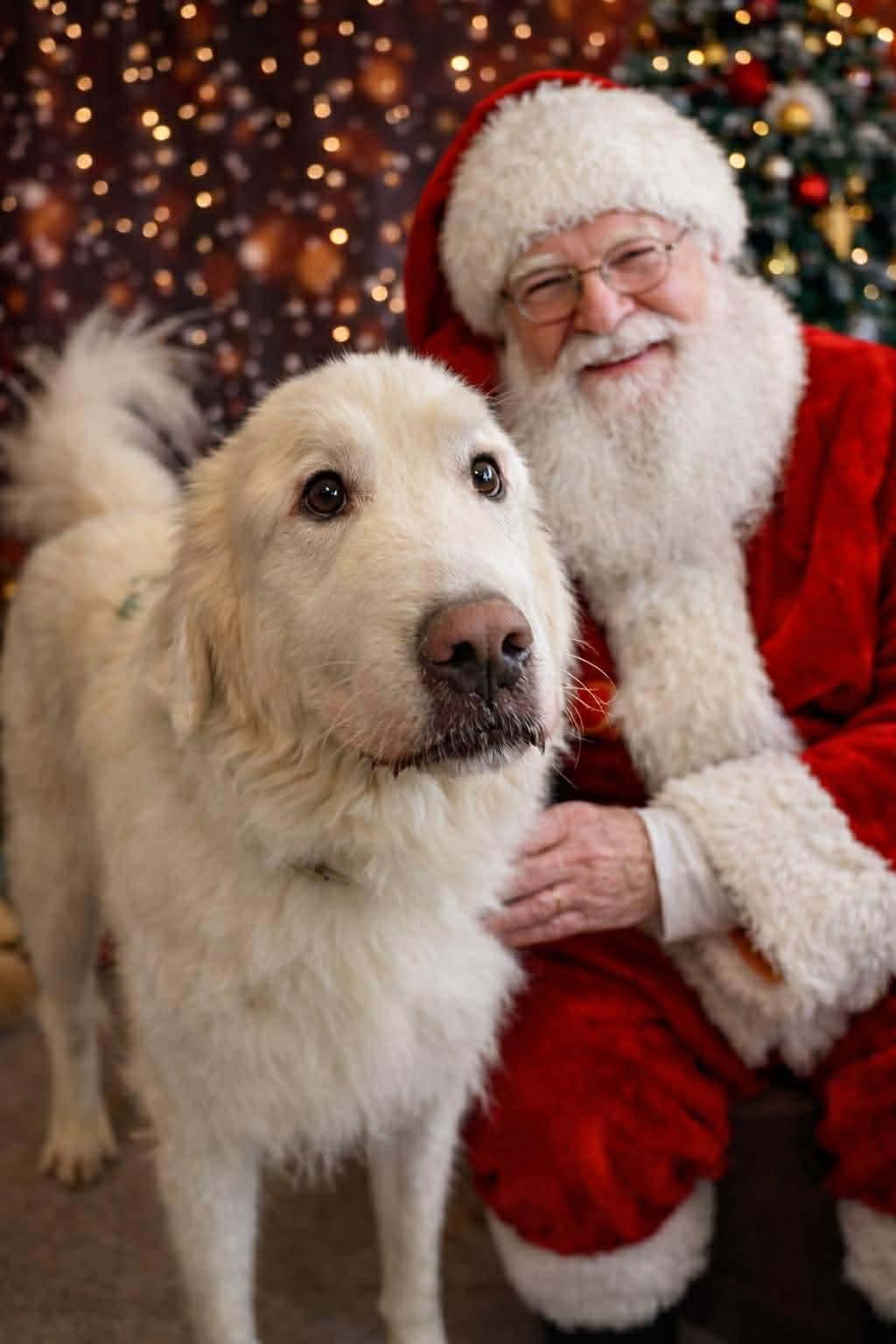 Enlarge Nova, a ADOPTABLE Great Pyrenees in Grand Rapids, MI image 1/4