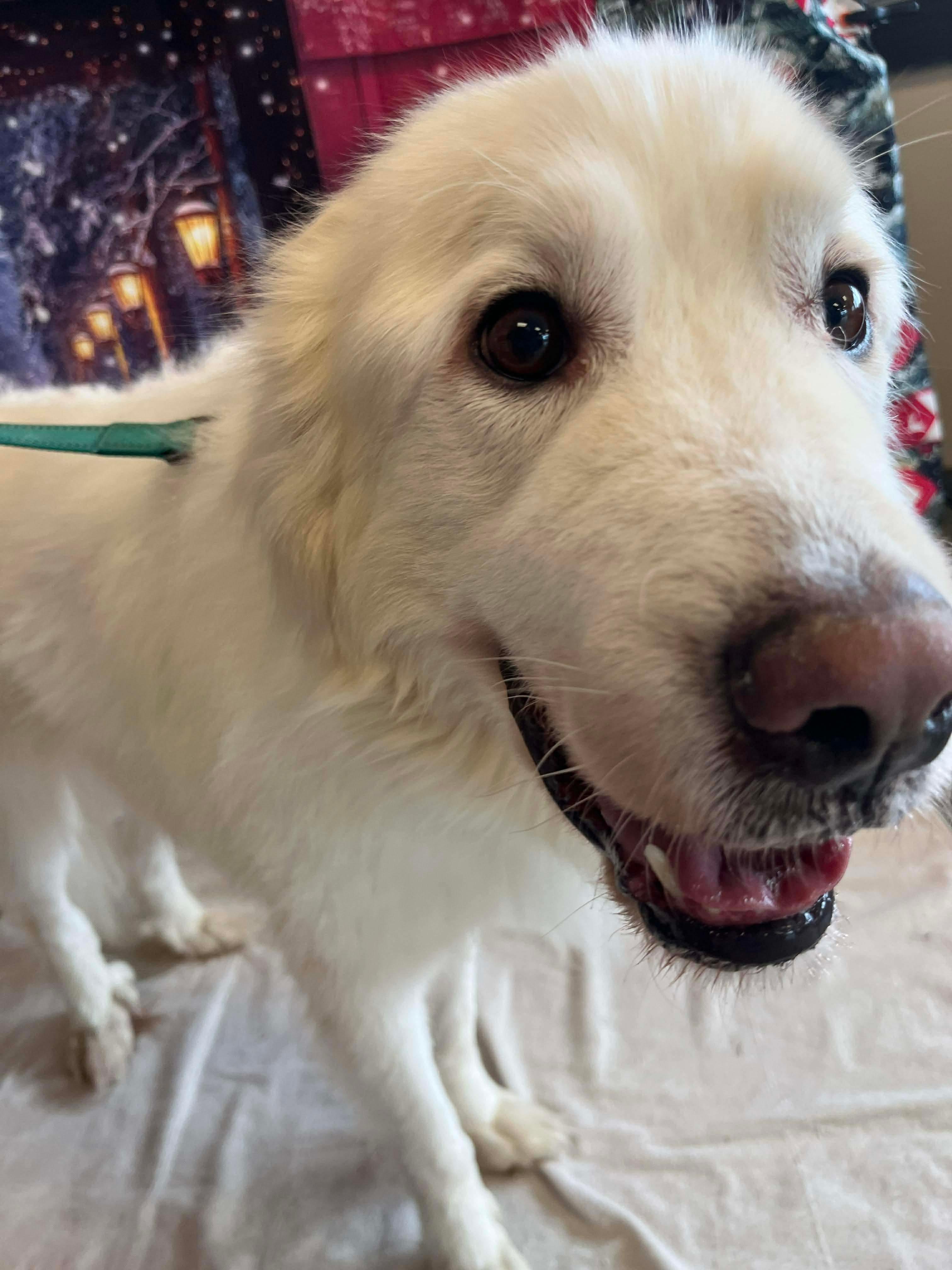 Enlarge Nova, a ADOPTABLE Great Pyrenees in Grand Rapids, MI image 4/4