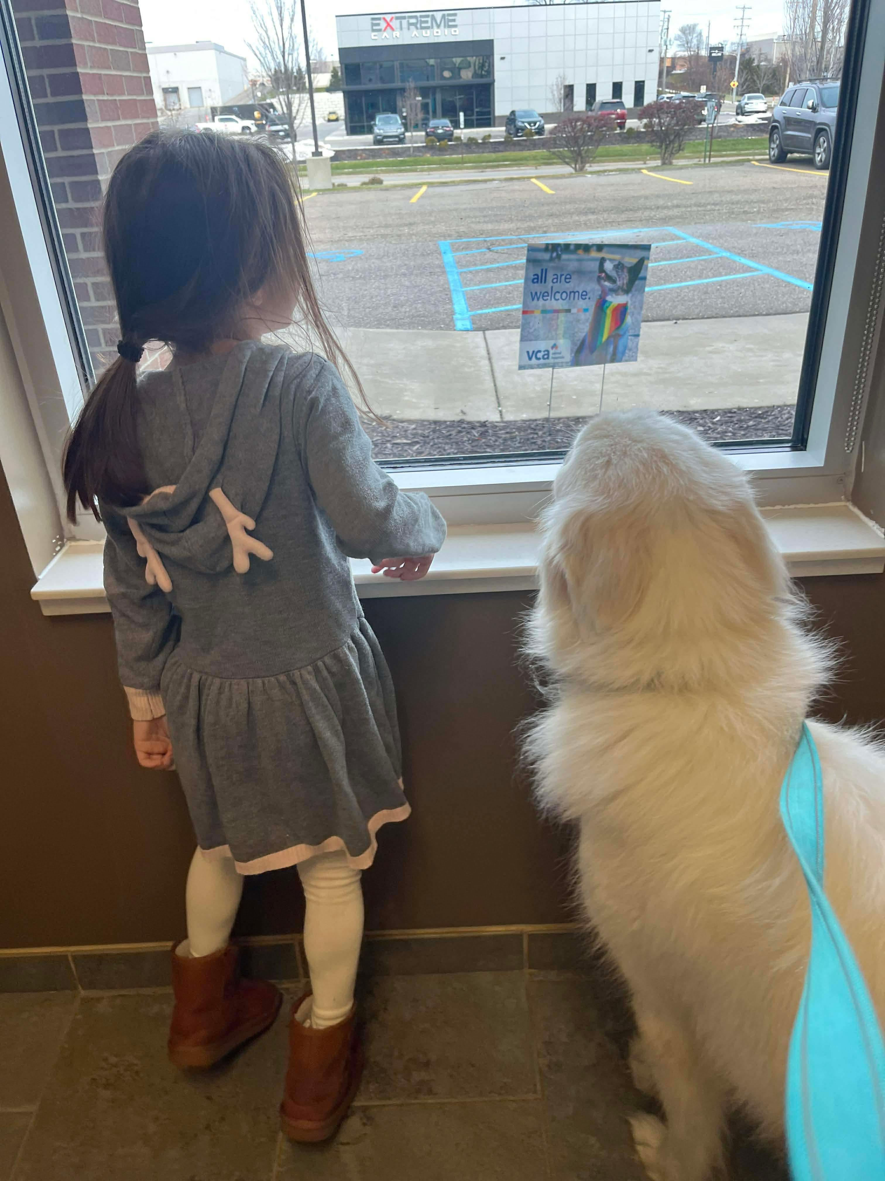 Enlarge Nova, a ADOPTABLE Great Pyrenees in Grand Rapids, MI image 2/4