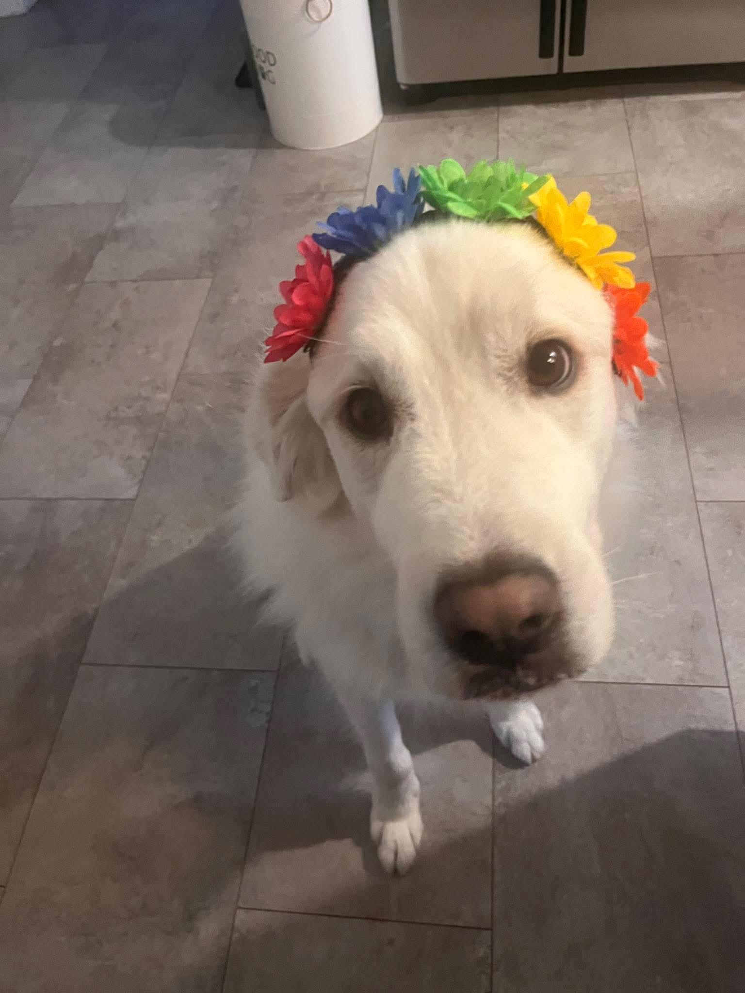 Enlarge Nova, a ADOPTABLE Great Pyrenees in Grand Rapids, MI image 5/5