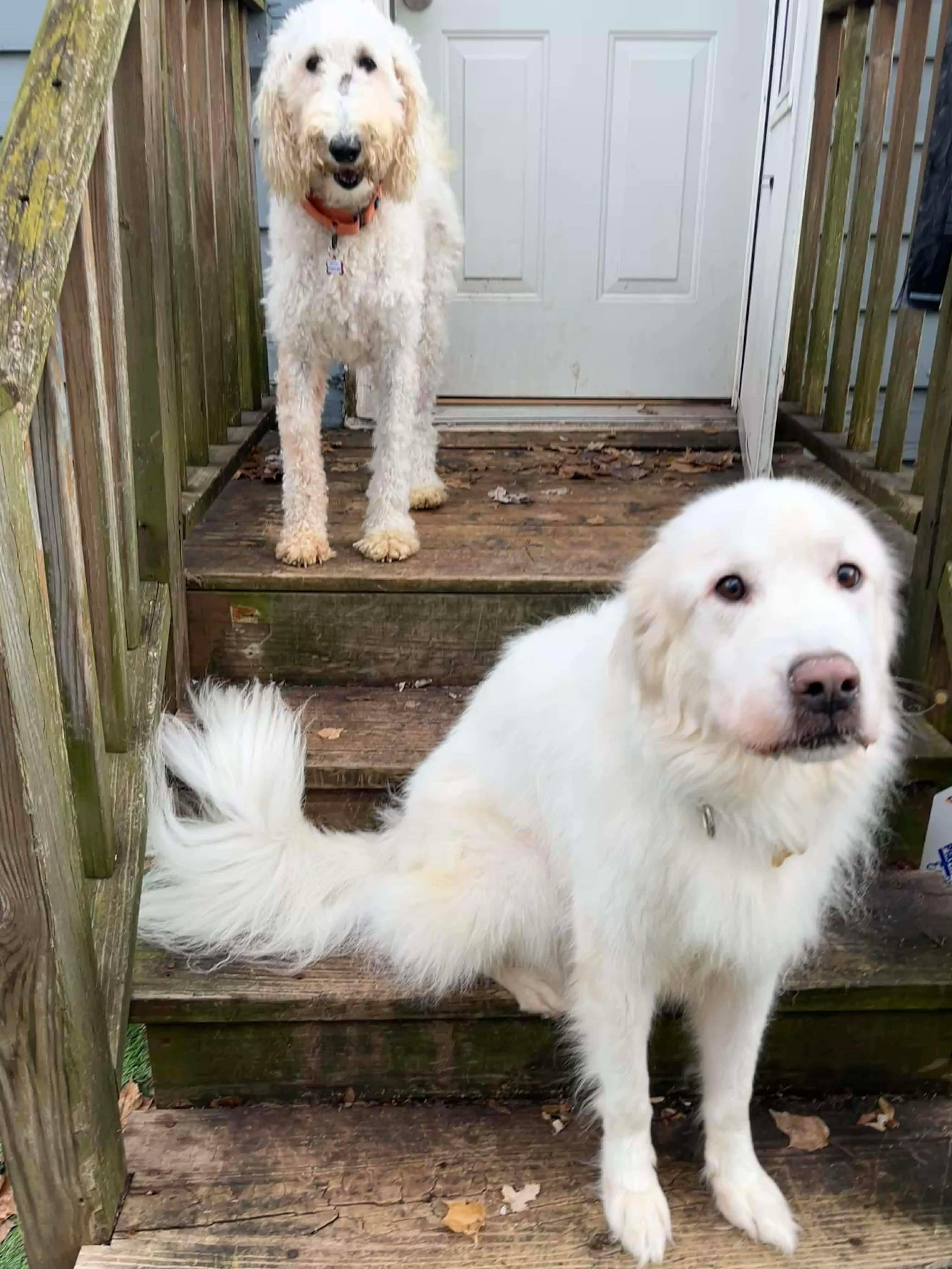Enlarge Nova, a ADOPTABLE Great Pyrenees in Grand Rapids, MI image 3/4