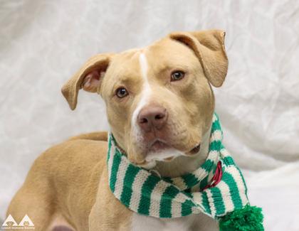 Dogtor Booty-Ham, Adoptable, Adult Male Mixed Breed & Mixed Breed.