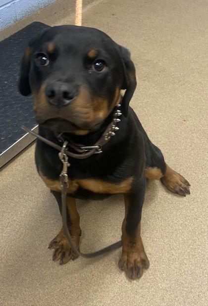 Braveheart, Adopted, Young Male Rottweiler.