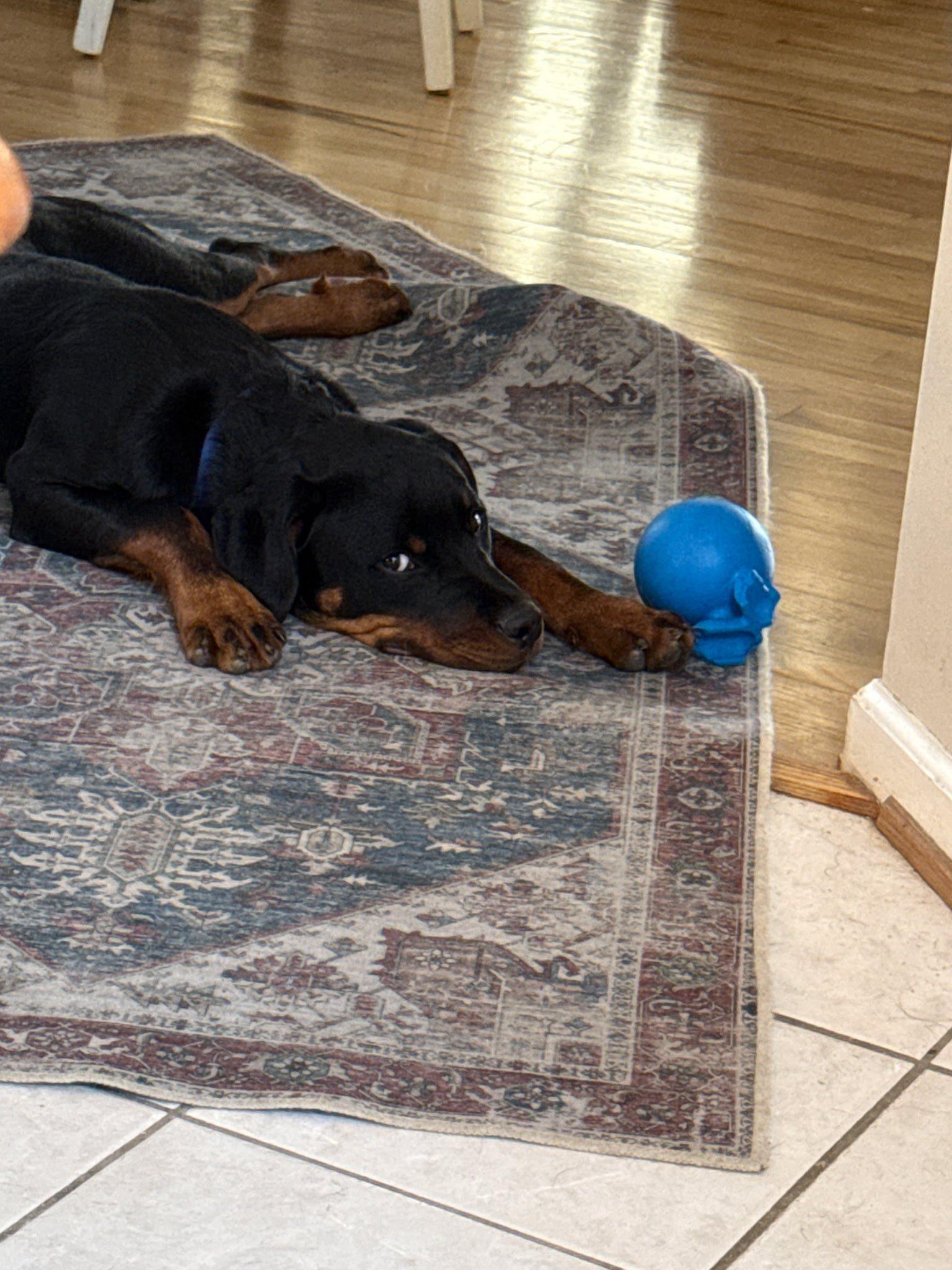 Braveheart, a Adopted Rottweiler in Hillsboro, NH image 2/3