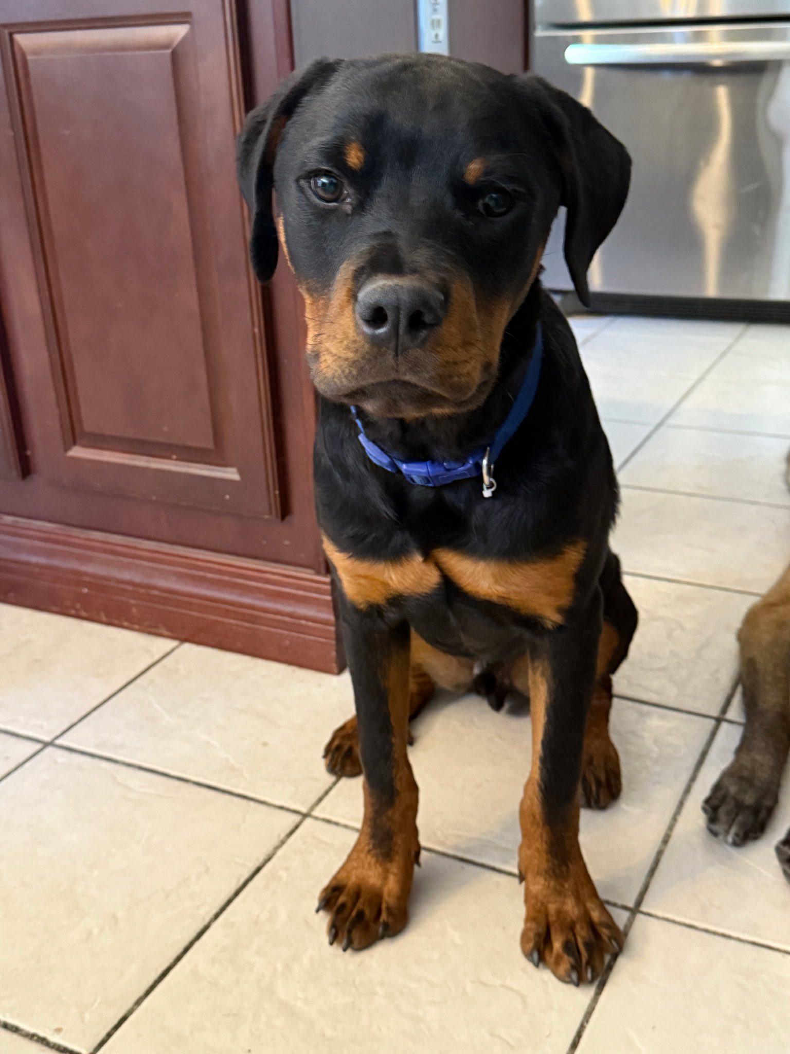 Braveheart, a Adopted Rottweiler in Hillsboro, NH image 3/3