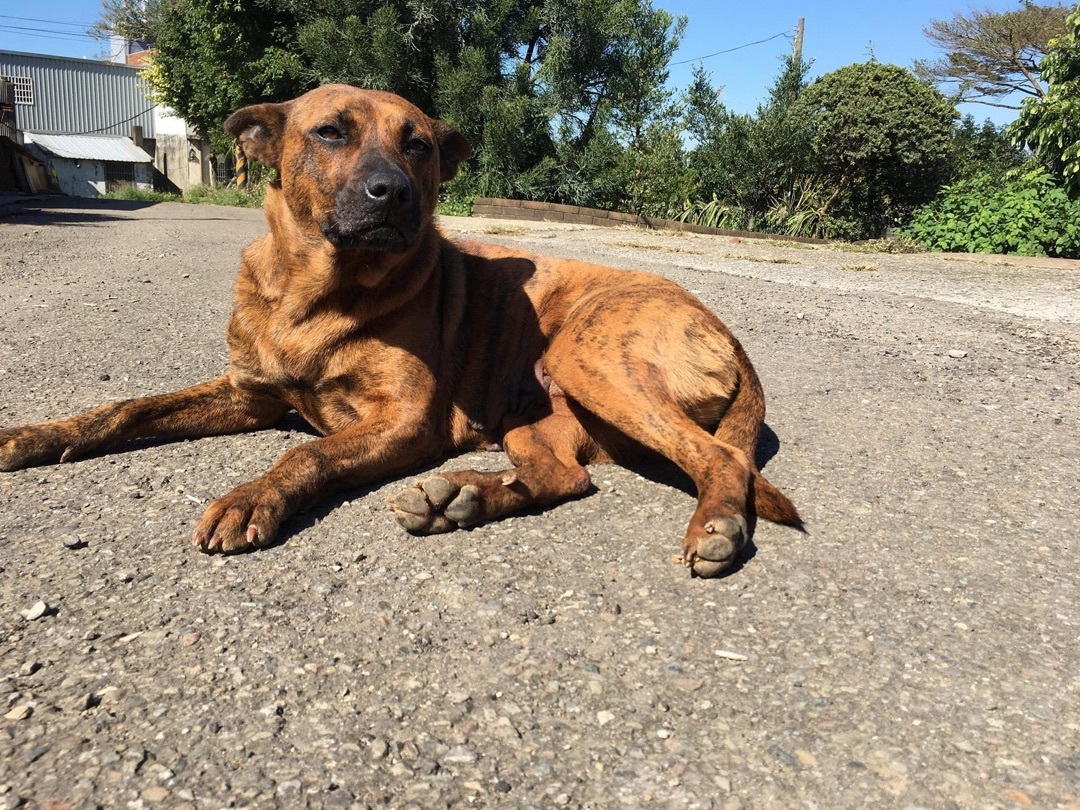 Enlarge Yuki, a Adopted mixed breed in Sunnyvale, CA image 1/5