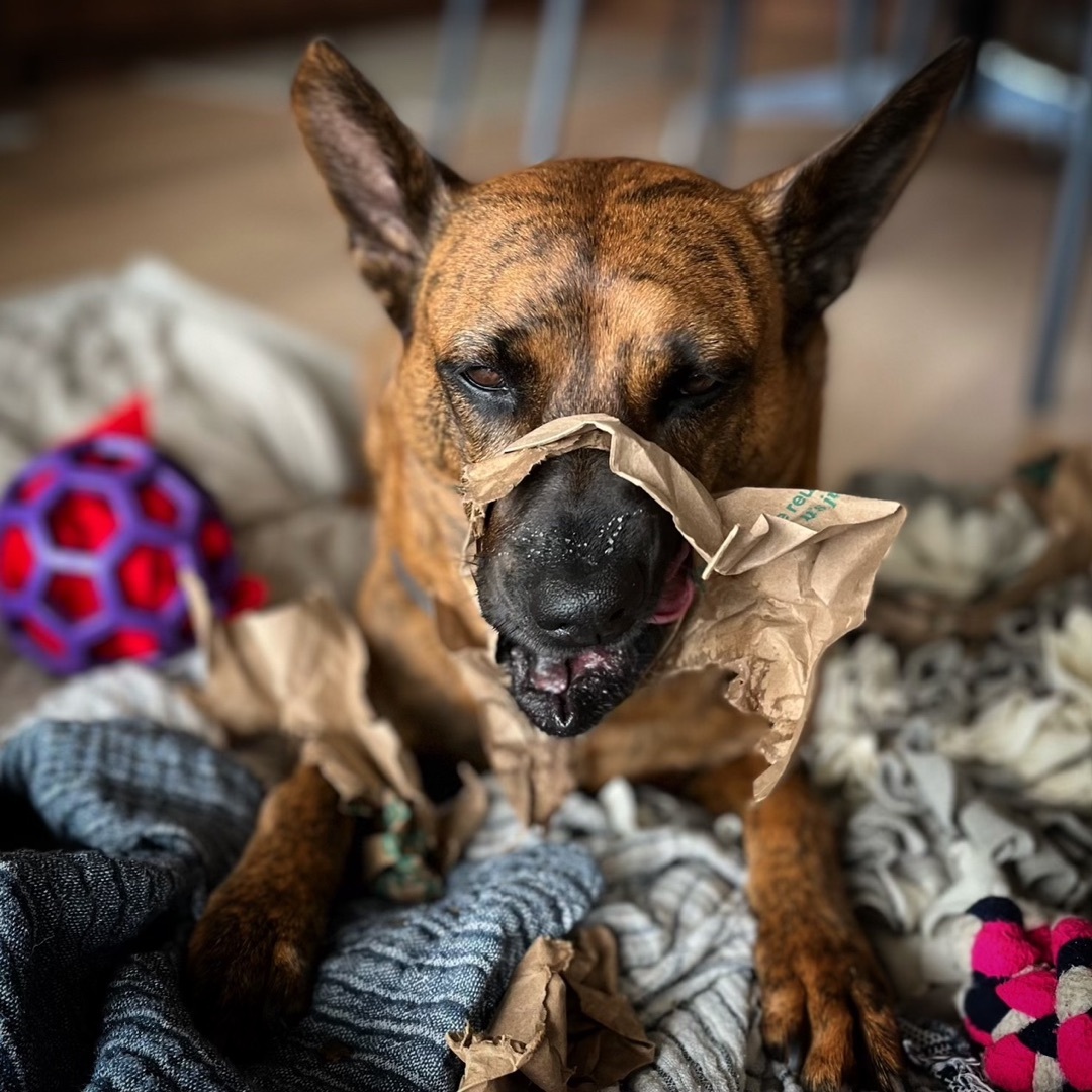 Enlarge Yuki, a Adopted mixed breed in Sunnyvale, CA image 2/5