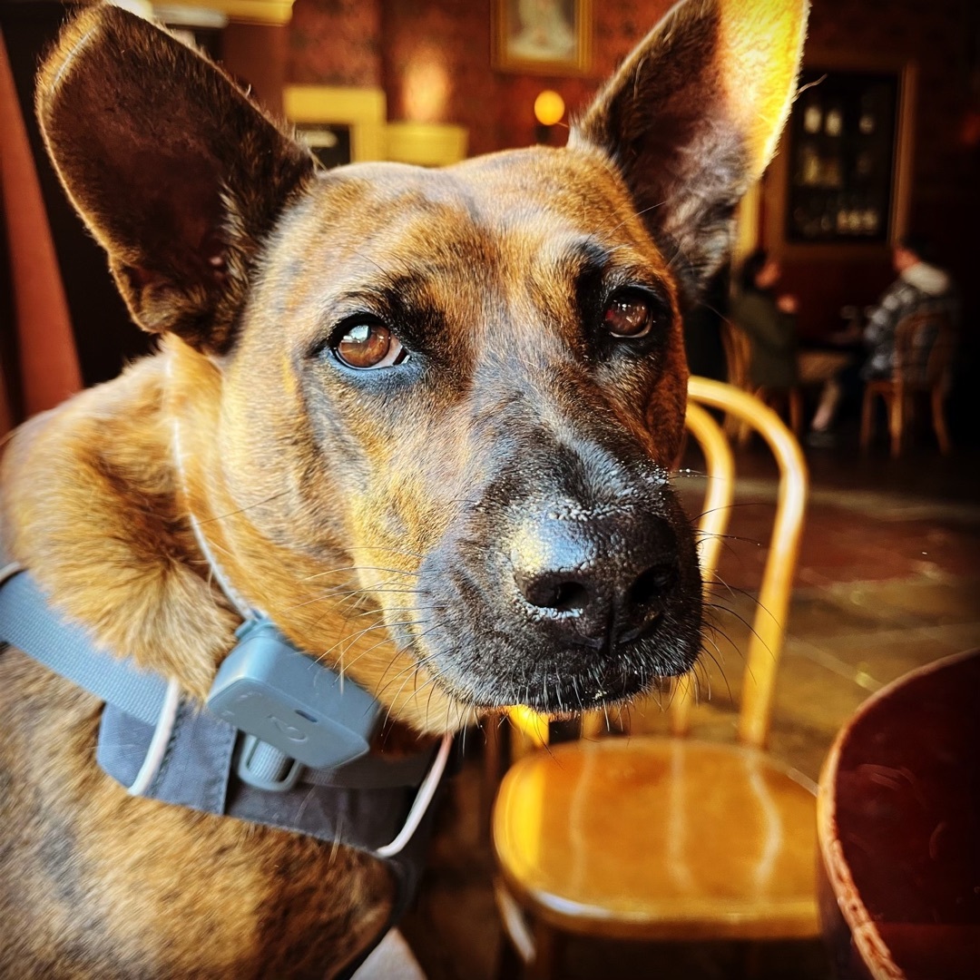 Enlarge Yuki, a Adopted mixed breed in Sunnyvale, CA image 3/5