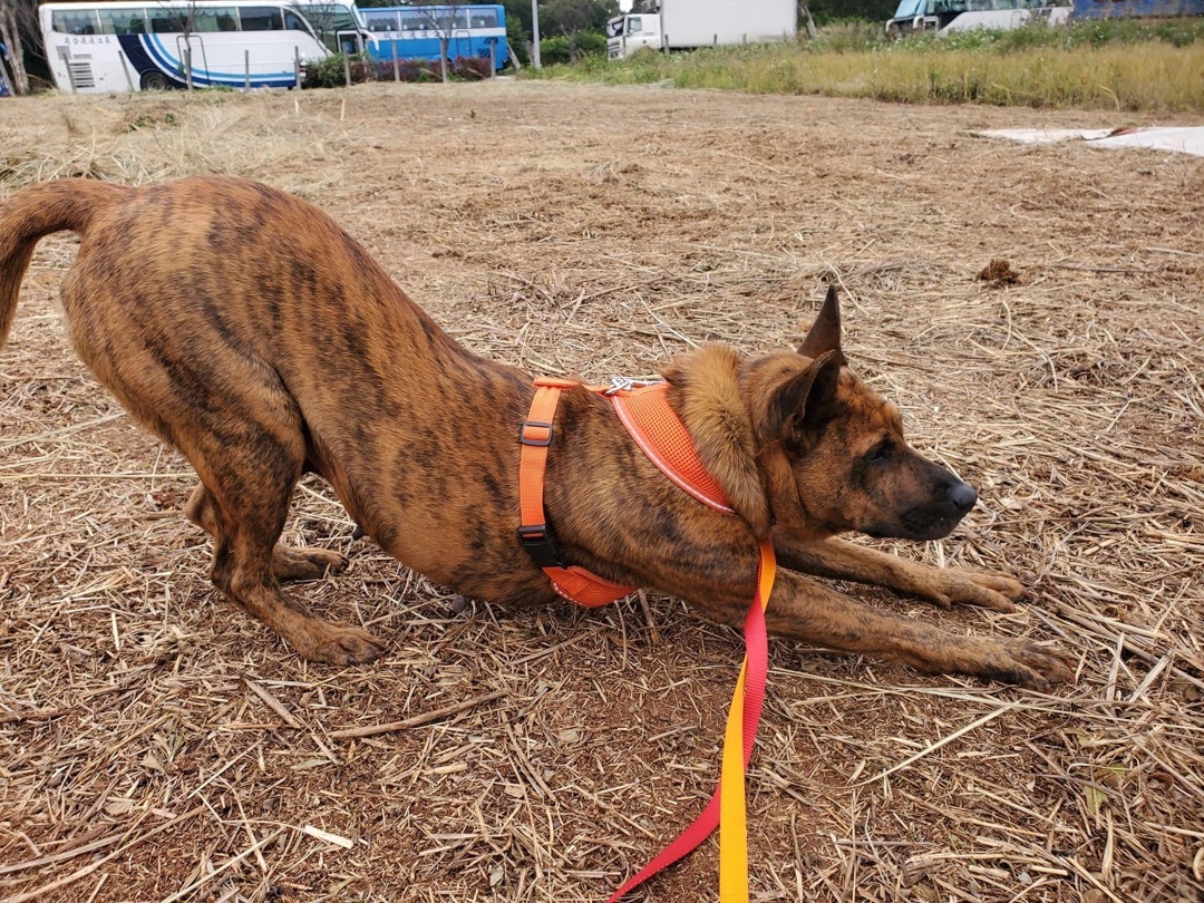 Enlarge Yuki, a Adopted mixed breed in Sunnyvale, CA image 4/5