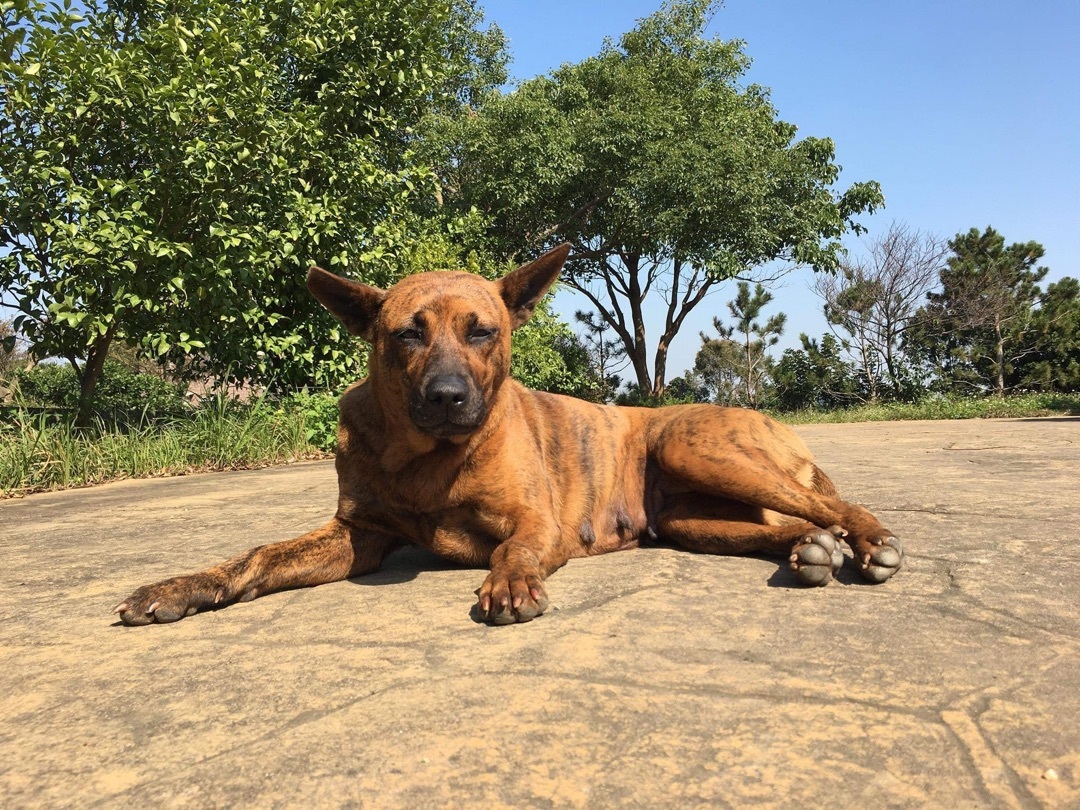 Enlarge Yuki, a Adopted mixed breed in Sunnyvale, CA image 5/5