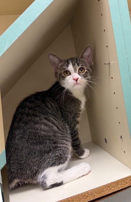 Sweetie, a Adopted Domestic Short Hair in Walled Lake, MI image 2/3