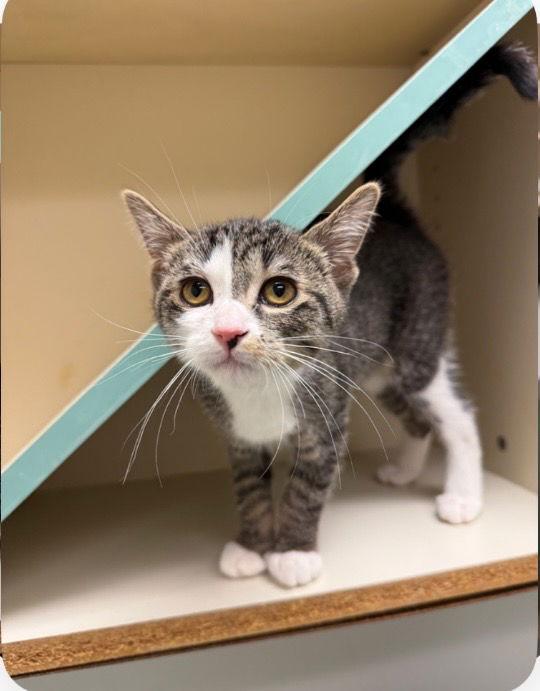 Sweetie, a Adopted Domestic Short Hair in Walled Lake, MI image 3/3