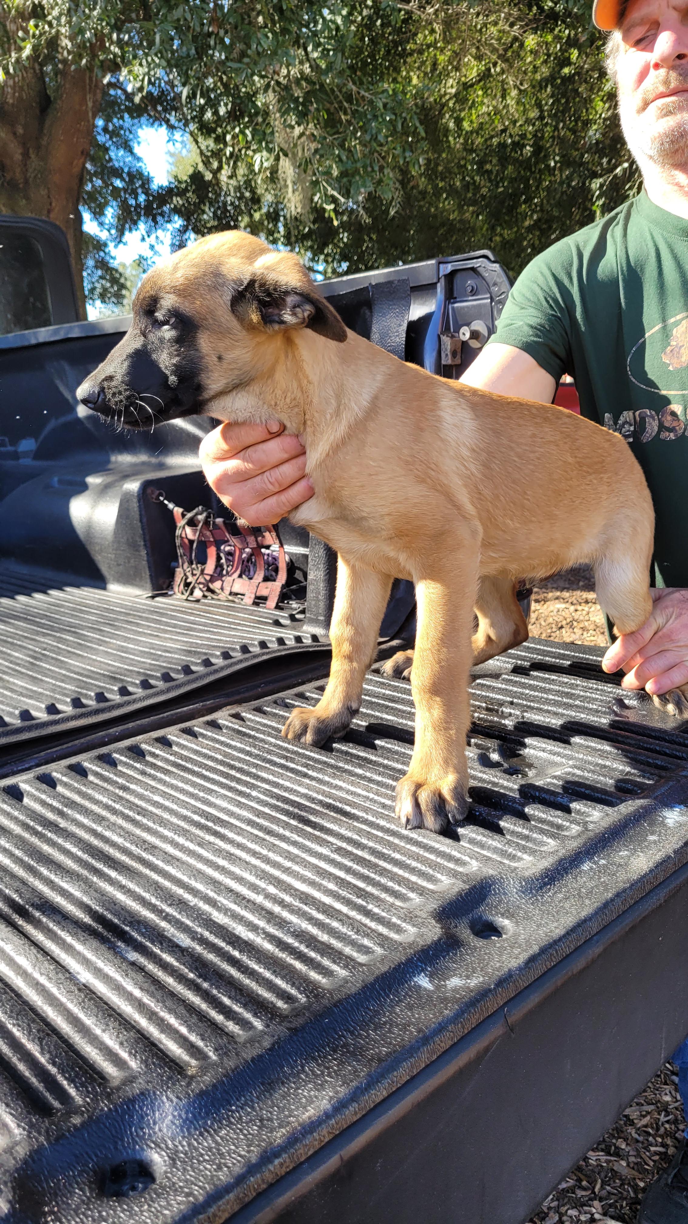Enlarge Raiku, a ADOPTABLE Belgian Shepherd / Malinois in Chiefland, FL image 2/2