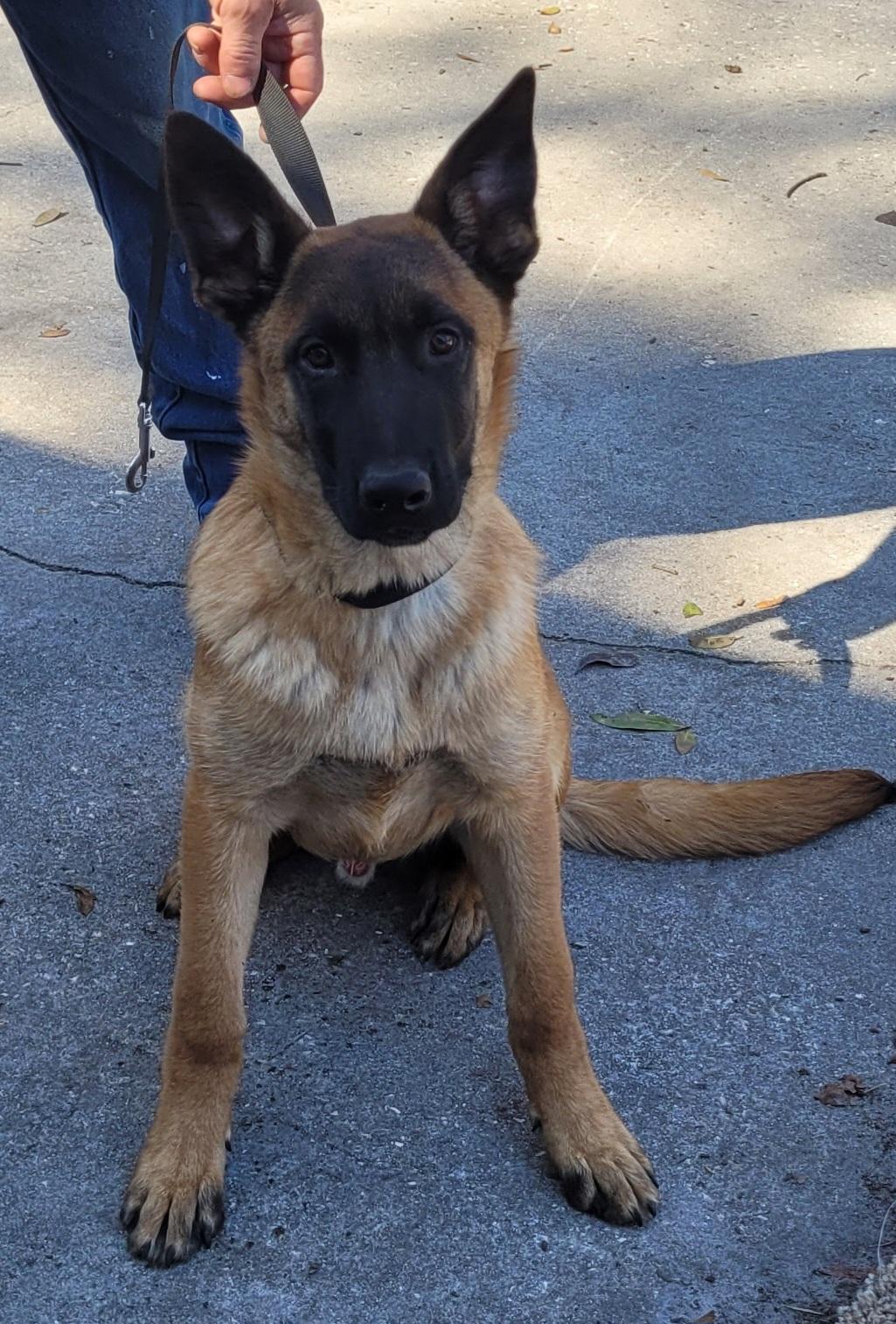 Raiku, adoptable, Puppy Male Belgian Shepherd / Malinois.