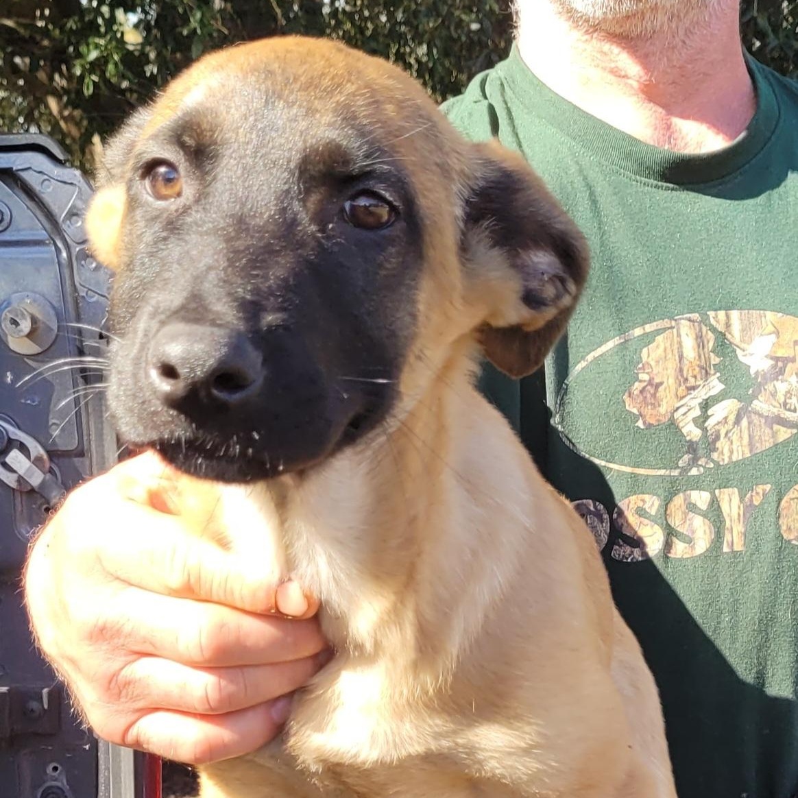 Raiku, ADOPTABLE, Puppy Male Belgian Shepherd / Malinois.