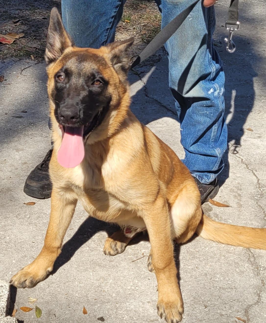 Enlarge Raiku, an adoptable Belgian Shepherd / Malinois in Chiefland, FL image 3/5