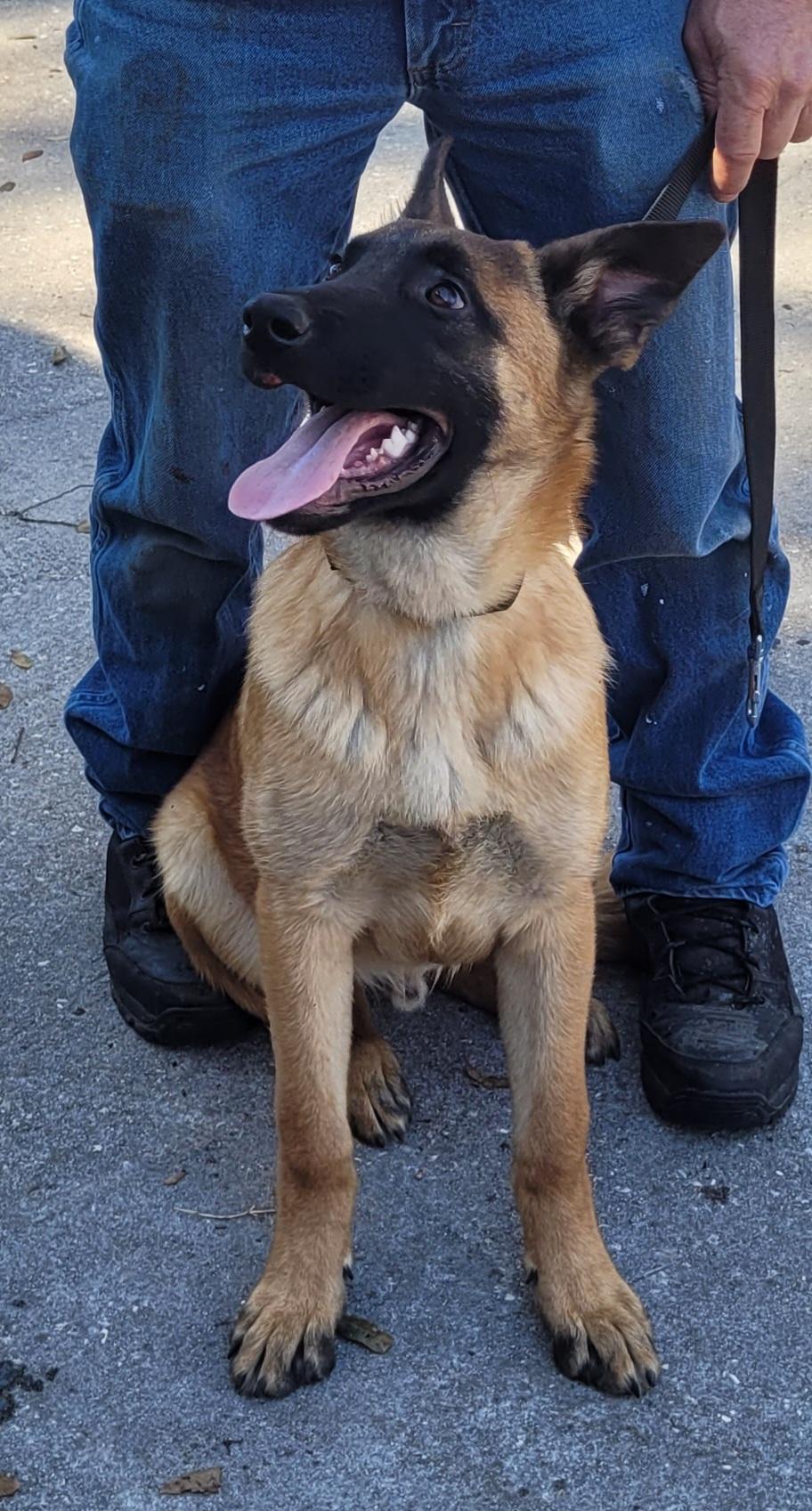 Enlarge Raiku, an adoptable Belgian Shepherd / Malinois in Chiefland, FL image 2/5