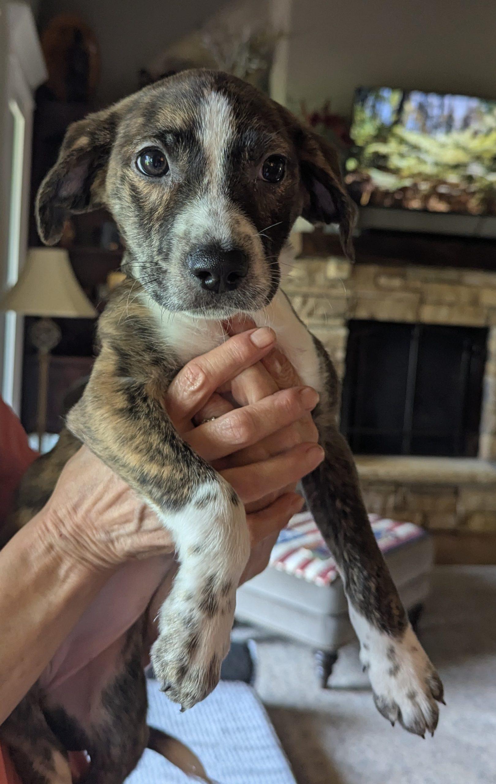 Raven, Adoptable, Young Female Beagle & Mixed Breed.