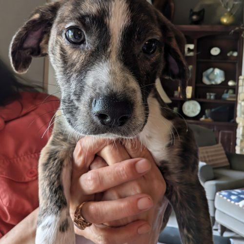 Raven, a Adoptable mixed breed in Leesburg, AL image 2/2