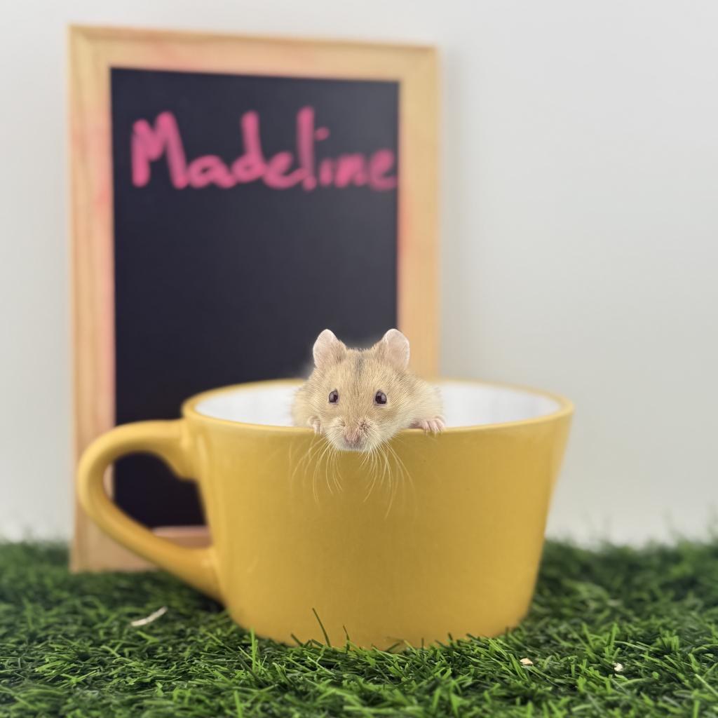 Enlarge Madeline, a Adoptable Dwarf Hamster in Camarillo, CA image 1/1