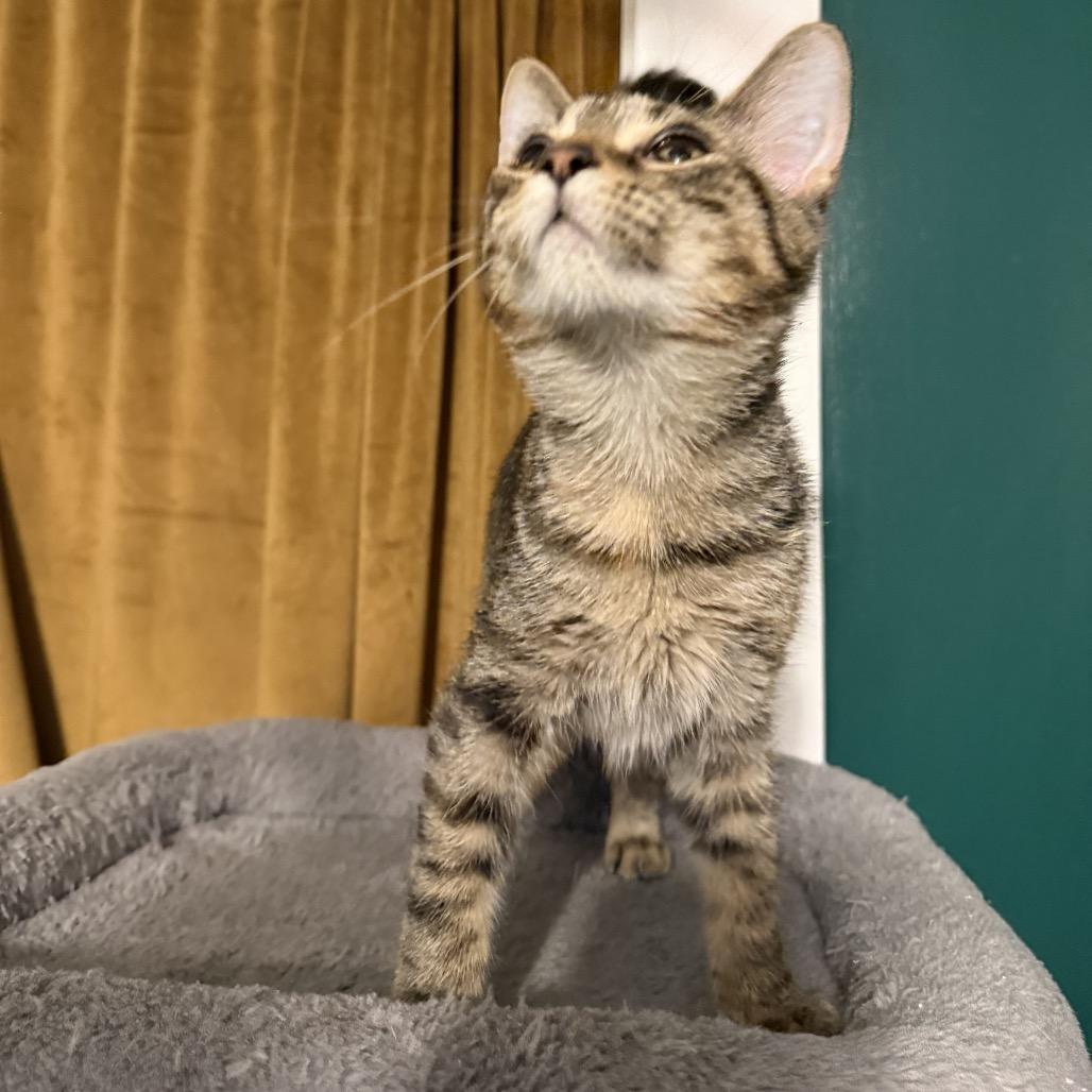 Cholula, Baby Female Domestic Short Hair
