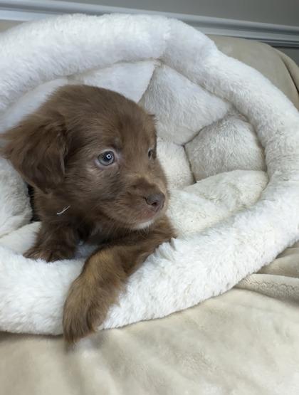 Mavis, Adoptable, Puppy Female Mixed Breed & Mixed Breed.