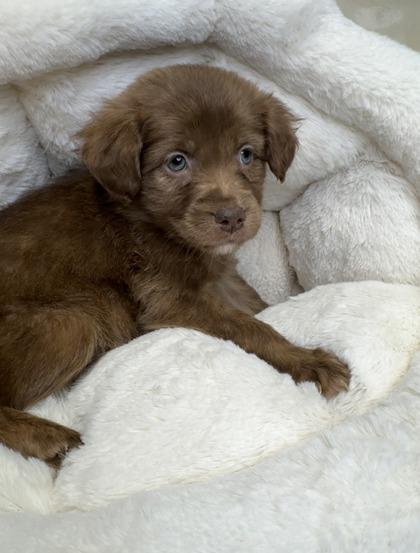 Enlarge Mavis, a Adoptable mixed breed in Lawrenceville, GA image 2/3