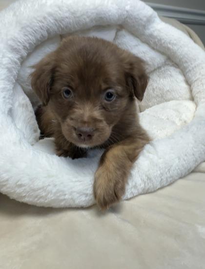 Enlarge Mavis, a Adoptable mixed breed in Lawrenceville, GA image 3/3