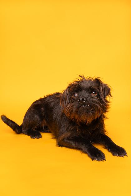 Tennile, Adoptable, Adult Female Mixed Breed & Mixed Breed.