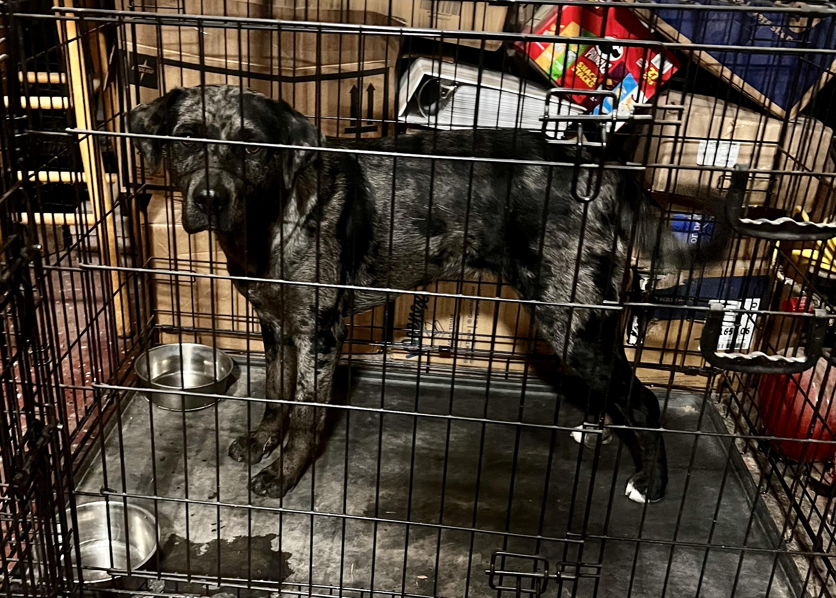 Enlarge Nola, a Adopted mixed breed in Lincoln, NE image 1/6