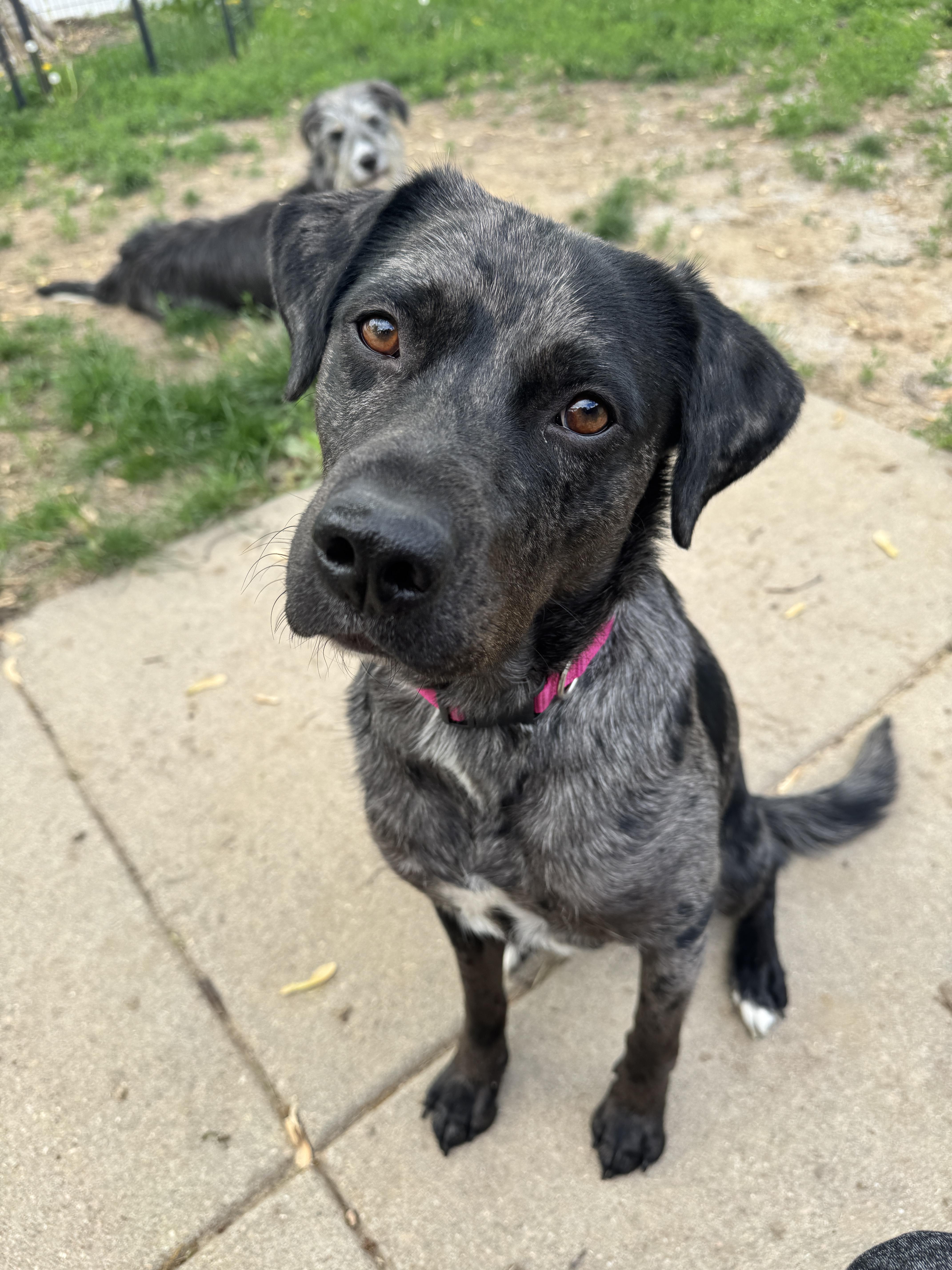 Enlarge Nola, a Adopted mixed breed in Lincoln, NE image 2/6