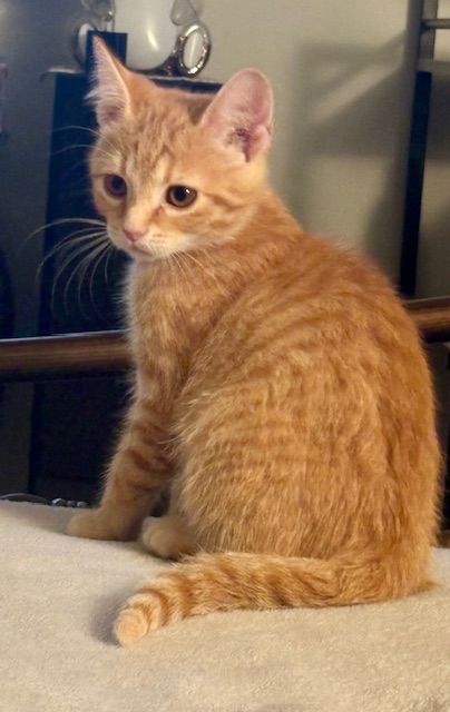 Valero, an adopted Domestic Short Hair in Louisville, KY_image-1