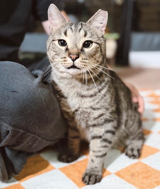 Enlarge Bashful, a Adopted Tabby in Philadelphia, PA image 1/5