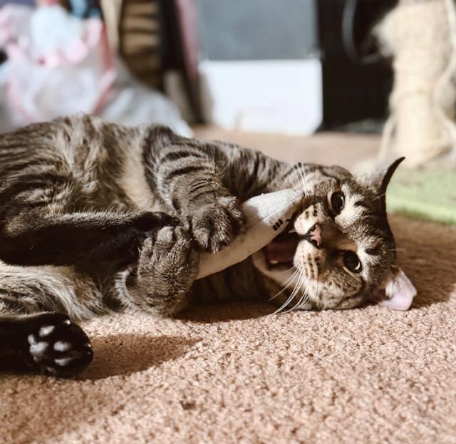 Enlarge Bashful, a Adopted Tabby in Philadelphia, PA image 3/5