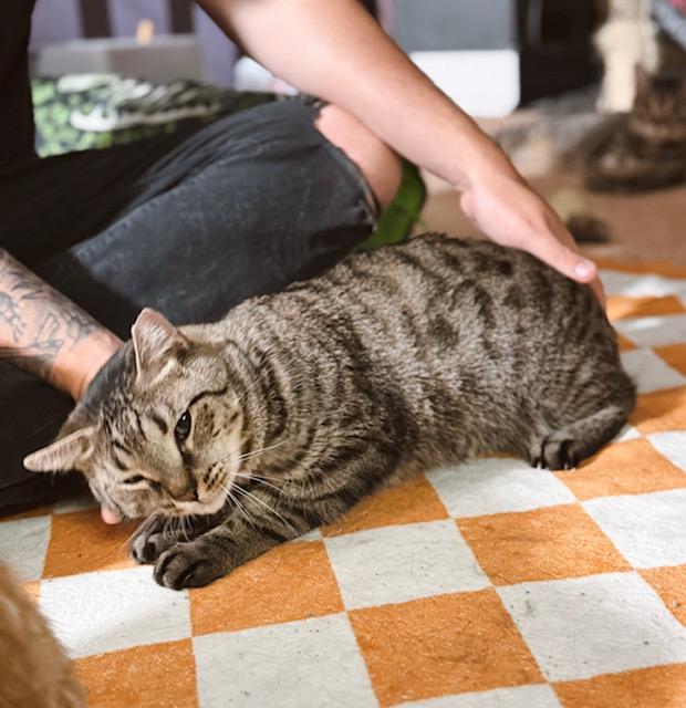 Enlarge Bashful, a Adopted Tabby in Philadelphia, PA image 4/5