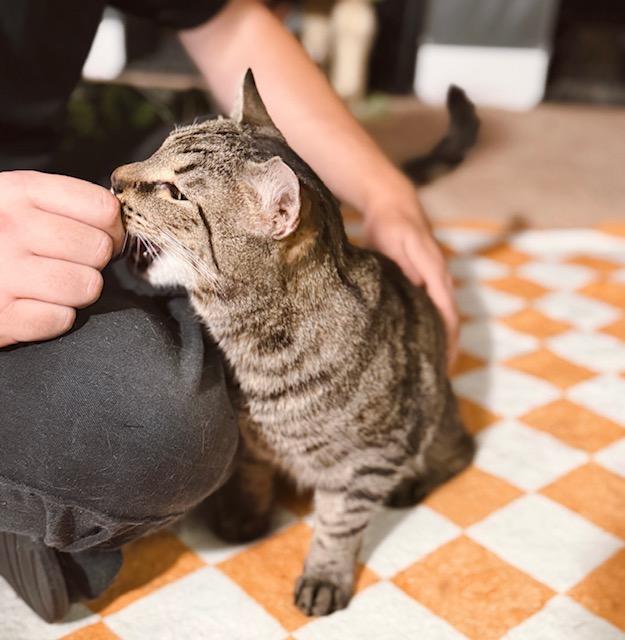 Enlarge Bashful, a Adopted Tabby in Philadelphia, PA image 2/5