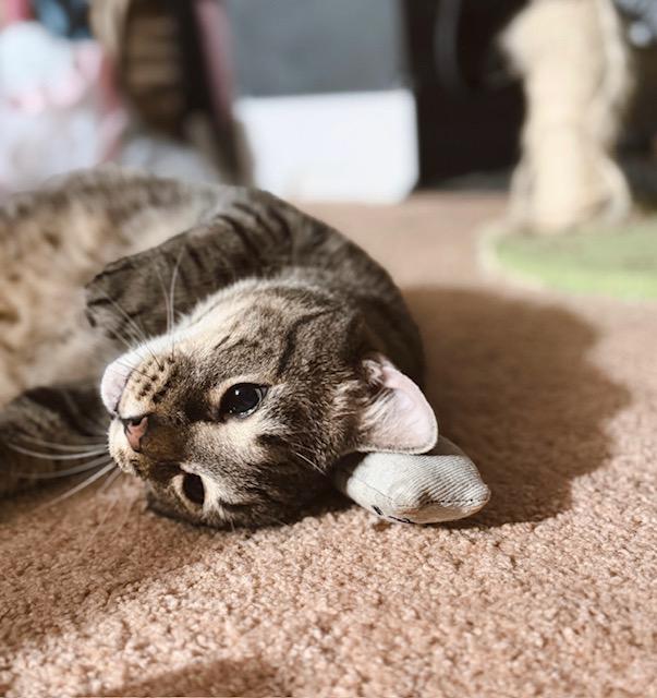 Enlarge Bashful, a Adopted Tabby in Philadelphia, PA image 5/5